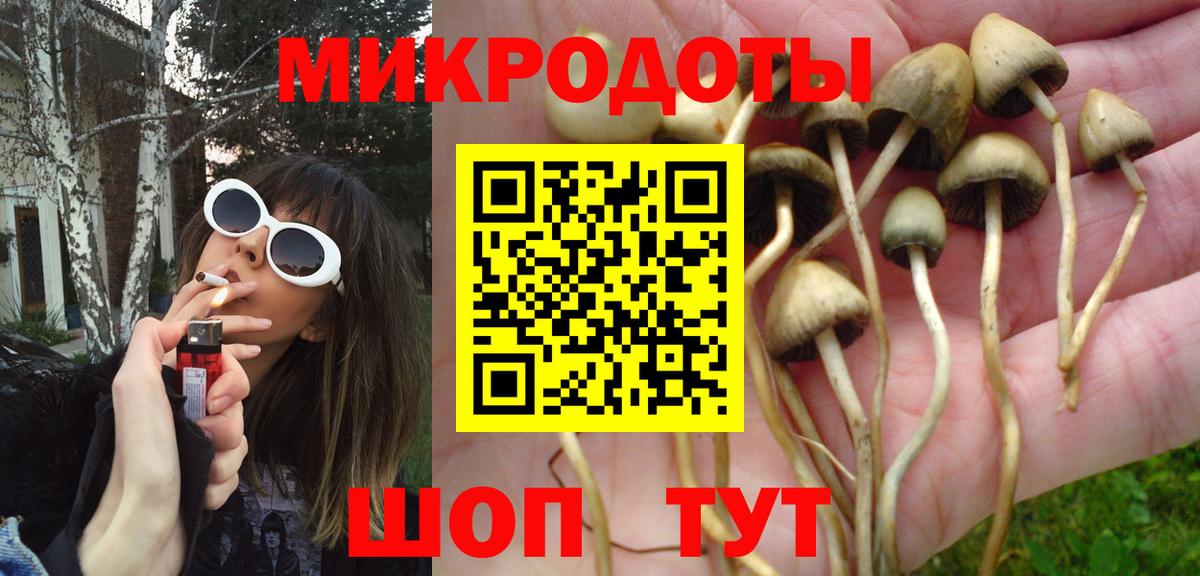 Псилоцибиновые грибы Cubensis Камышин